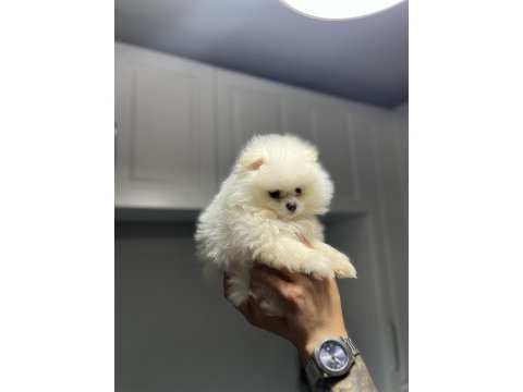 Pomeranian boo kar beyazı 2 aylık