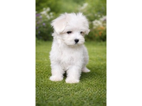 A kalite gerçek maltese terrier köpekler