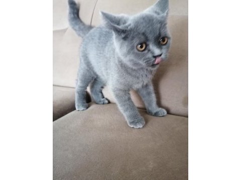 British shorthair bebekler