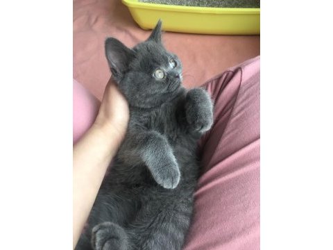 British shorthair prens yuvasını arıyor