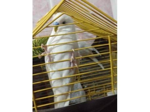 Dişi erkek muhabbet kuşu dişi olan albino