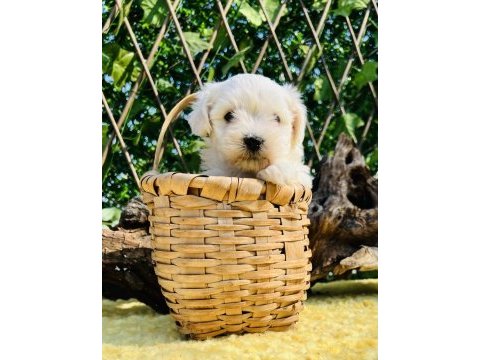 Sevimli harika güzellikte maltese terrier yavrular