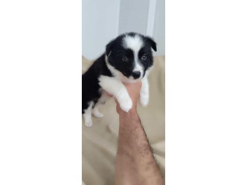 Efsane border collie yavrular
