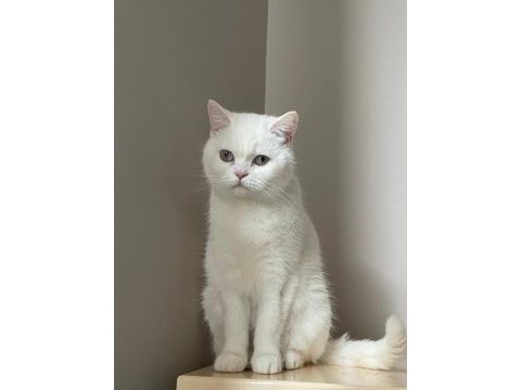 Kedimiz pamuk için acil yuva arıyoruz