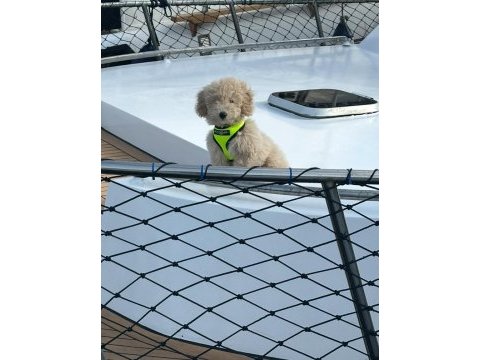 Baby face maltipoo erkek