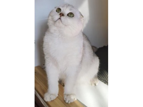 Scottish fold shorthair bs 11 erkek