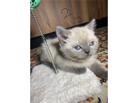 9 nisan doğumlu scottish fold blue