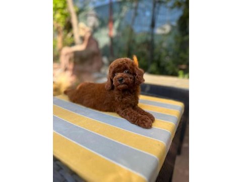 Irkın en güzeli toy poodle yavrularımız