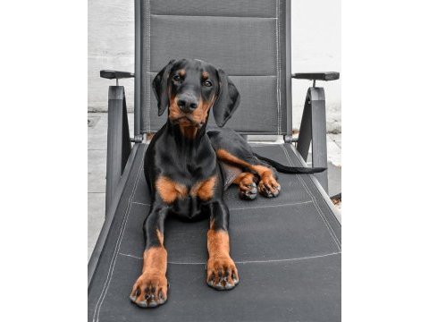 Çiftliğin efsane doberman yavruları kapıda ödemeli