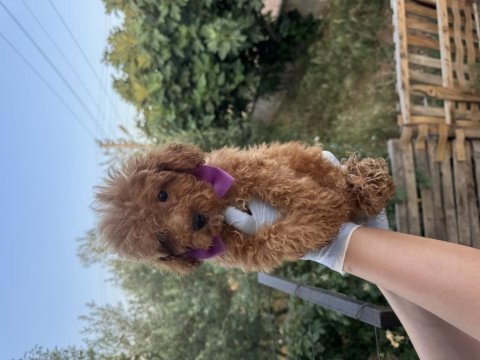 Orijinal toy poodle yavrularımız