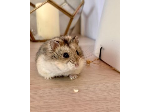 Hamster-gonzales yavrularımız heryere gönderim