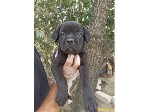Ruhsatlı köpek çifliğinden cane corso yavrular a scrli