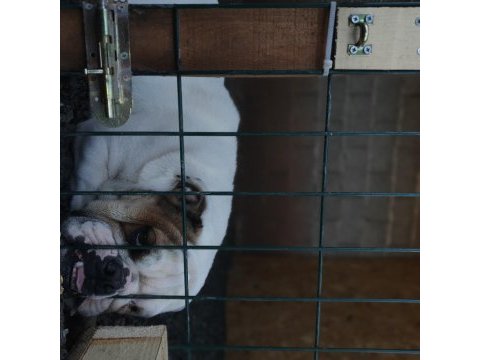 Damızlık 16 aylık 3 dişi ve 1 erkek bulldog