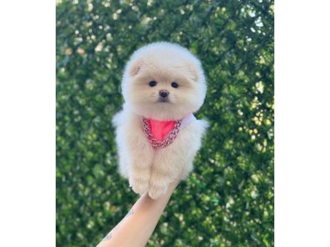 Pomeranian krem beyaz renk