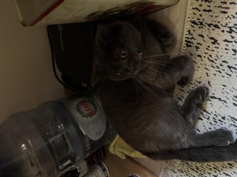 1 yaşında ve 3 yaşında anne oğul