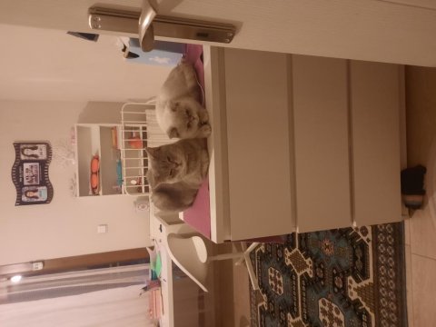 Blue point 7 aylık british shorthair