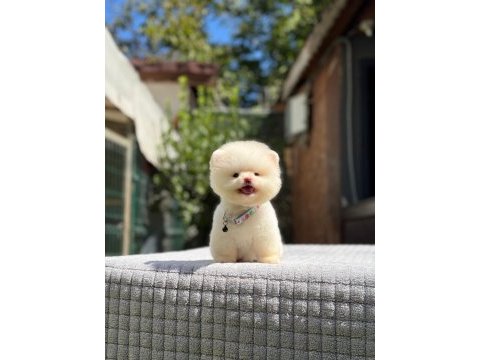 Sağlık ve ırk garantili pomeranian