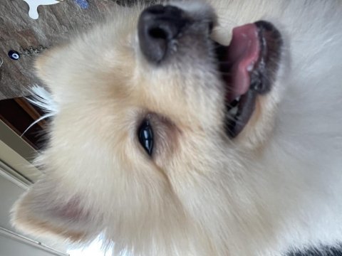 Pomeranian erkek