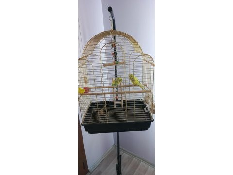 Bir dişi ve biri erkek yavru muhabbet kuşu ve kafes