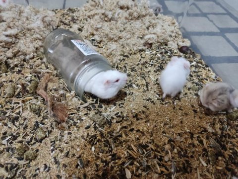 Tatlı minnoş gonzales hamster yavru ve yetişkin
