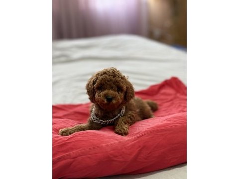 Teacup red brown kore poodle yavrumuz yeni yuvasına hazır