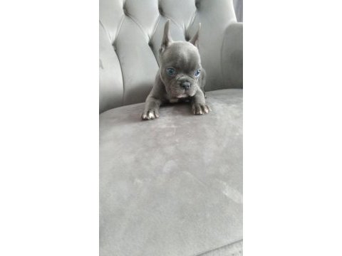 A kalite sıfır kuyruk sıfır burun ev doğum french bulldog