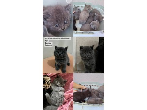 British shorthair yavrular dişi ve erkek mevcut uygun