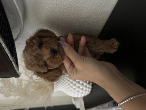 Kore kan toy poodle bebekler