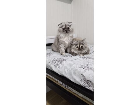 Dört kardeş yeni yuvalarını arıyor