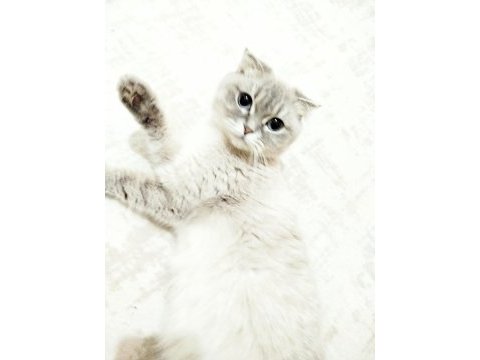 Scottish fold 3 yaşında