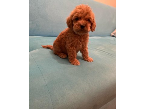 Babalık hakımız kalite poodle