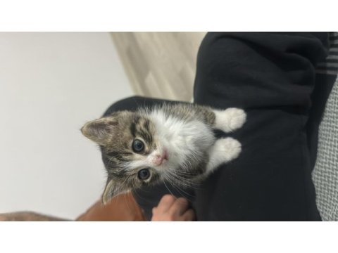 Minik oyuncu kedimizi sahiplendiriyoruz