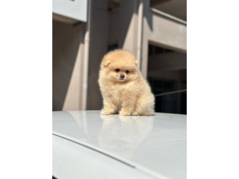 Pomeranian boo yavrularımız orijinal