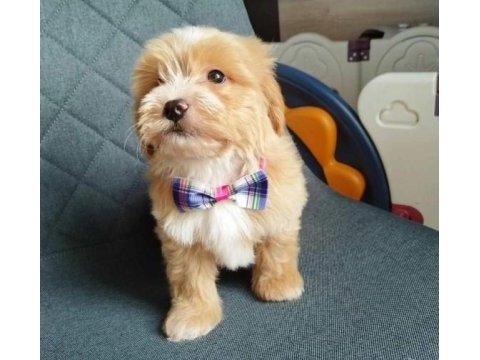 Ev üretimi maltipoo bebeklerimiz