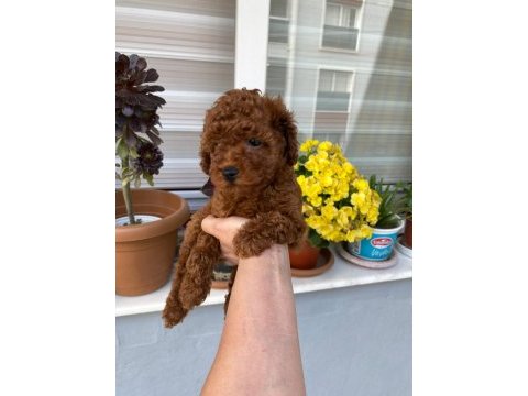 Tüy dökmeyen aşılı ve pet eğitimli poodle yavrum