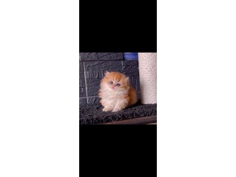 Yumuşacık golden british longhair 