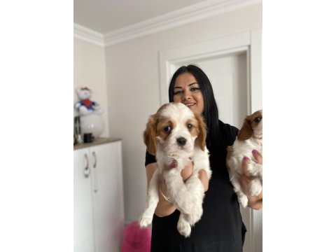 Safkan cavalier king charles yavrularım