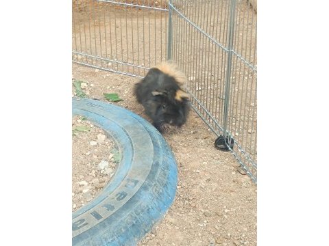 Guinea pigler