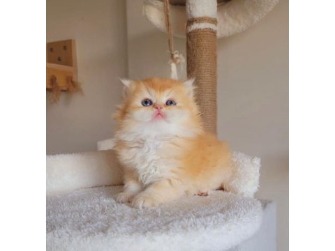 Kaliteli yavru british shorthair arıyorsanız doğru adres