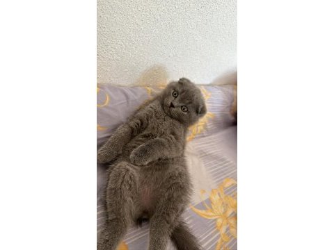 Dişi scottish fold yavrumuz sahiplendirilecektir 2 aylık
