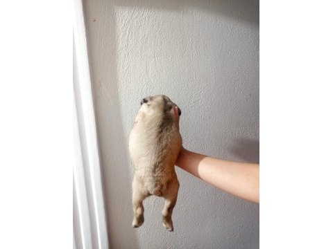 French bulldog köpeğimiz