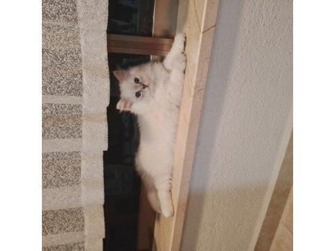 Bulut paşa british longhair