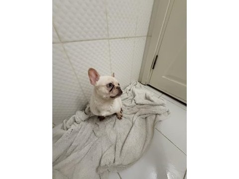 Dişi lilak tan platinum french bulldog