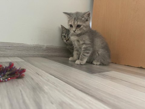 Ücretli sahiplendirme british shorthair