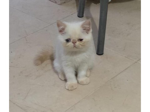 Doll face gerçek safkan krempoint erkek kedimiz