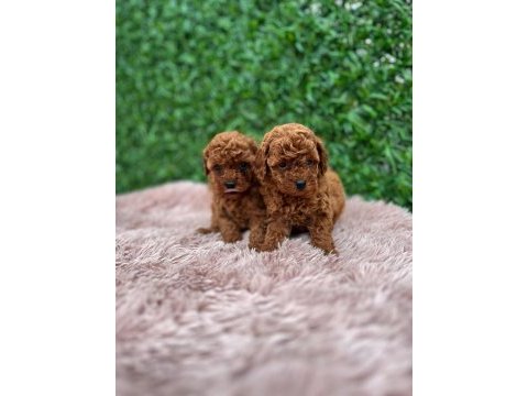 Toy poodle güzellikler