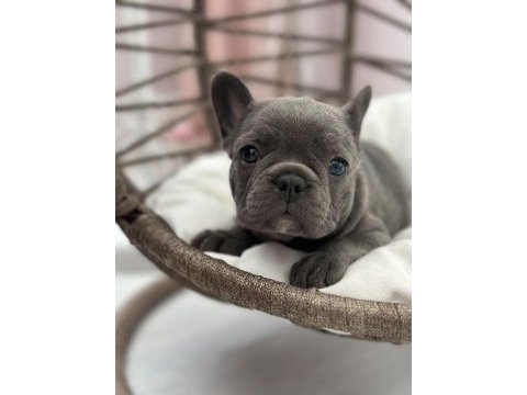 Kaliteli blue french bulldog bebekler