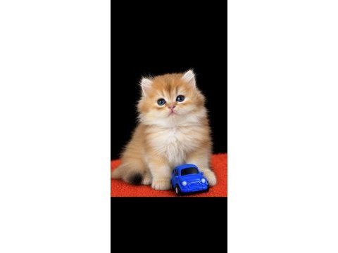British shorthair ve longhair golden yavrular