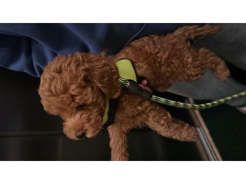 2 aylık erkek poodle
