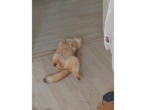 Scottish fold 1.3 yaşında